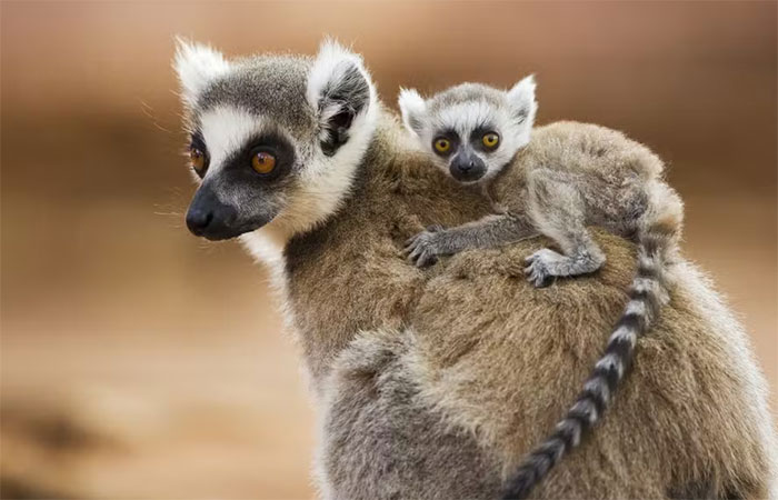 Lêmures à beira do desaparecimento: quase 13 mil animais são abatidos por ano para consumo humano, mostra estudo