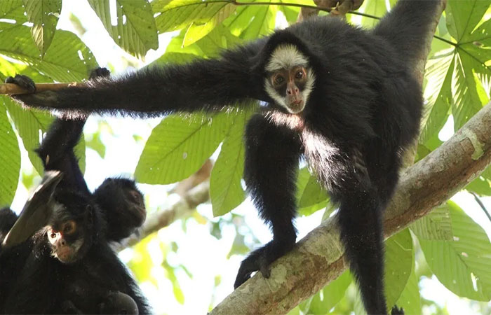 As 4 espécies de animais que só existem na Amazônia e estão na linha vermelha da extinção