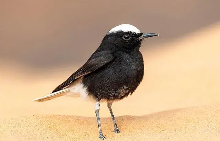 Mudanças climáticas: por que a diversidade genética é vital para a sobrevivência – e como a caça recreativa a ameaça ainda mais