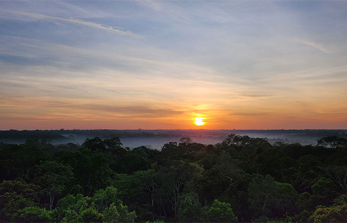 Biodiversidade desconhecida começa a ser revelada nas diferentes alturas da floresta