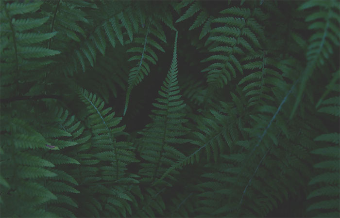 Cientistas descobrem que uma samambaia comum produz terras raras