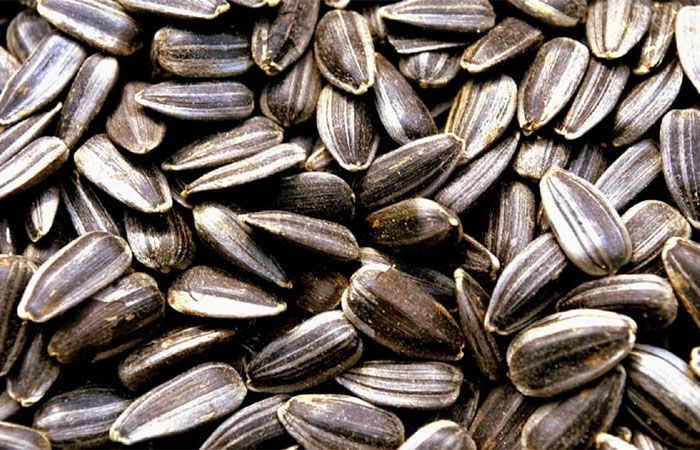 Girassol pode ser aposta promissora para o futuro da carne vegana