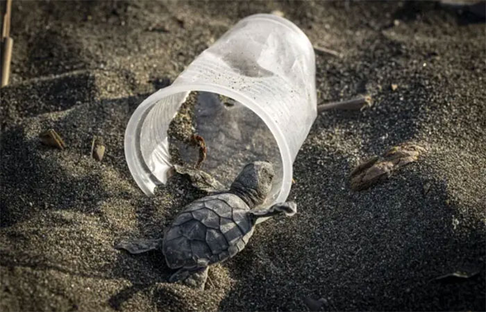 Pesquisa analisa risco de morte por ingestão de plástico para animais marinhos