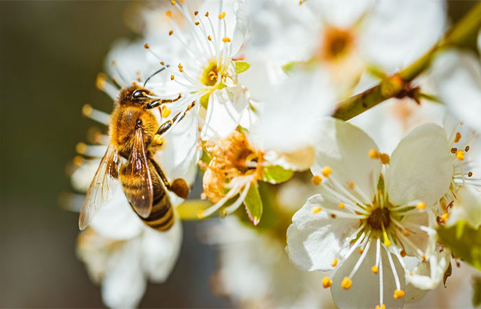 Extinção das abelhas pode causar o fim da humanidade; entenda