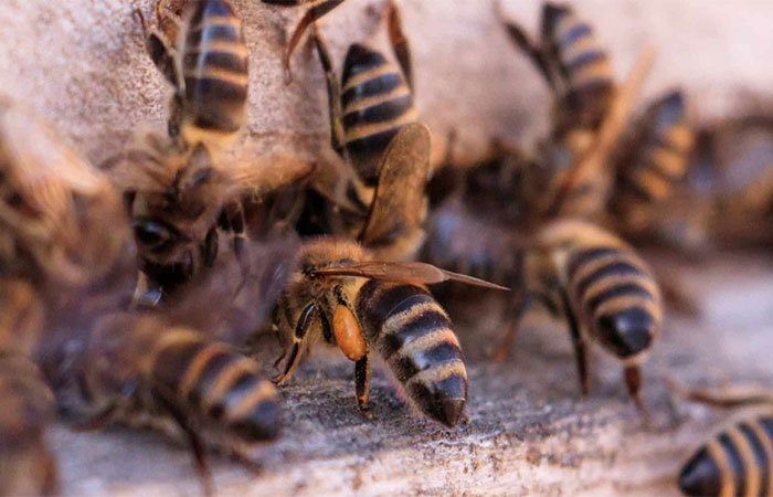 Abelhas usavam fósseis de 20 mil anos como ninho