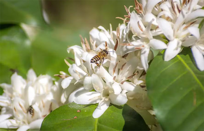Inseticidas utilizados no Brasil podem comprometer a sobrevivência e capacidade de voo de abelhas