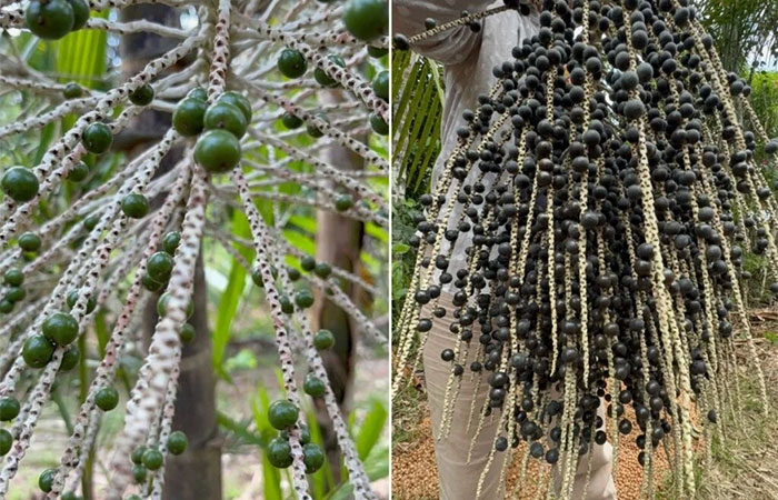 O que a COP30 serviu? E o que isso diz sobre a nossa comida e agricultura