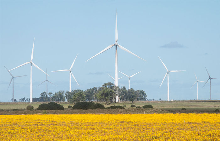Parques eólicos avançam para o mar e provocam reflexões sobre impactos ambientais na avifauna