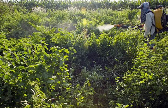 Agrotóxicos atingem população já em vulnerabilidade, diz especialista