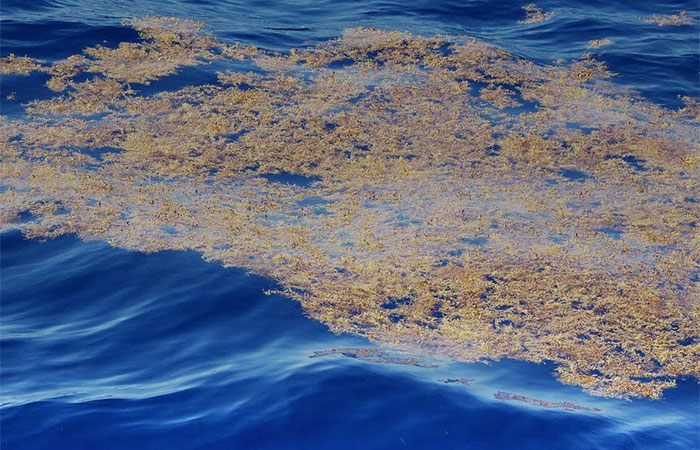 Crise climática altera padrão de grandes manchas de algas no Atlântico
