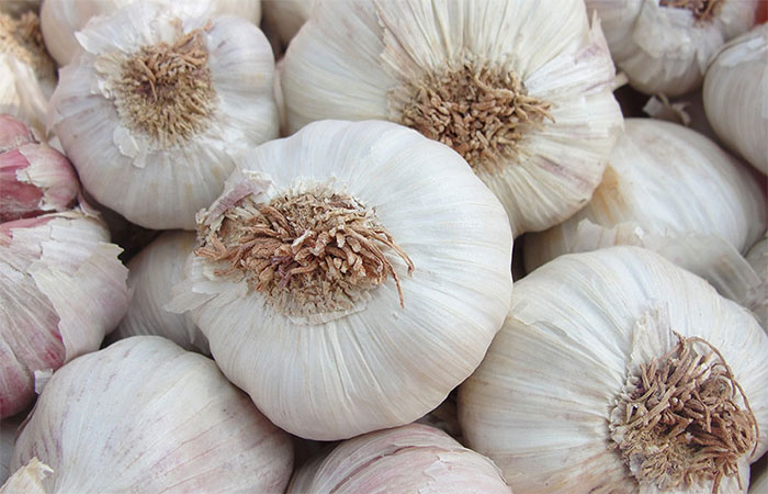 Cultura do alho ganha zoneamento de risco climático