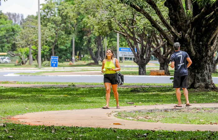 Brasil cria plano nacional para ampliar arborização urbana