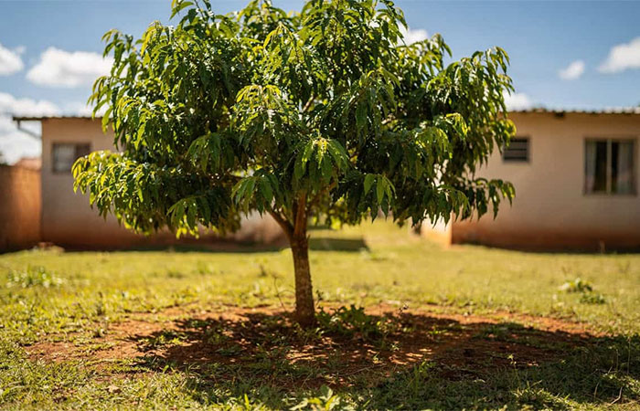 Quer sombra rápida? Essas árvores crescem rápido e ajudam a amenizar o calor