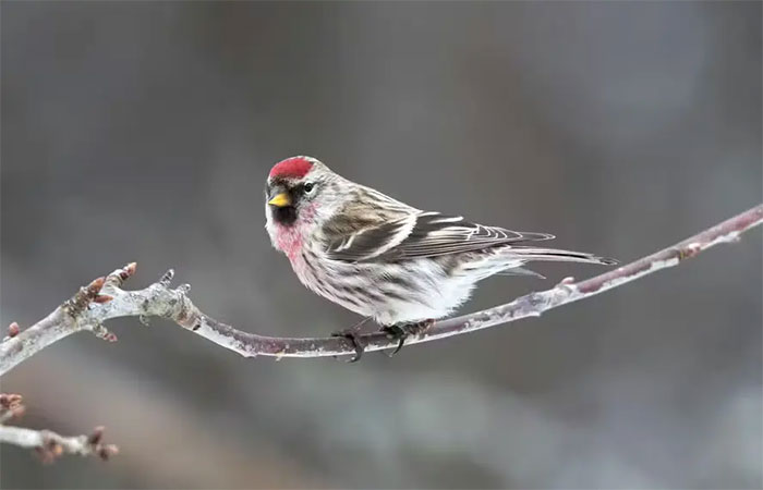 Pandemia alterou temporariamente o formato do bico de pássaros em Los Angeles (EUA), aponta estudo