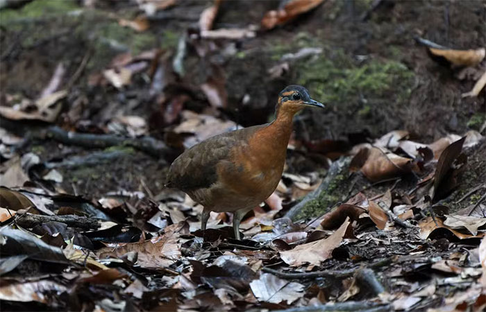 Ave recém-descoberta no Acre tem comportamento semelhante ao de espécie extinta há três séculos e também pode desaparecer