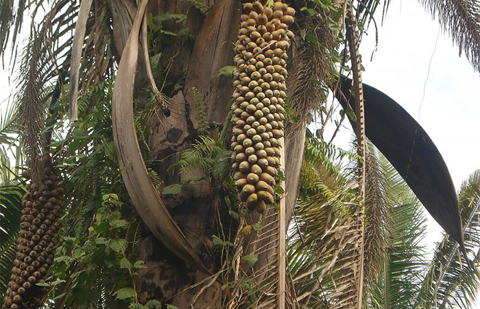 Biodiesel de babaçu polui menos que o de soja