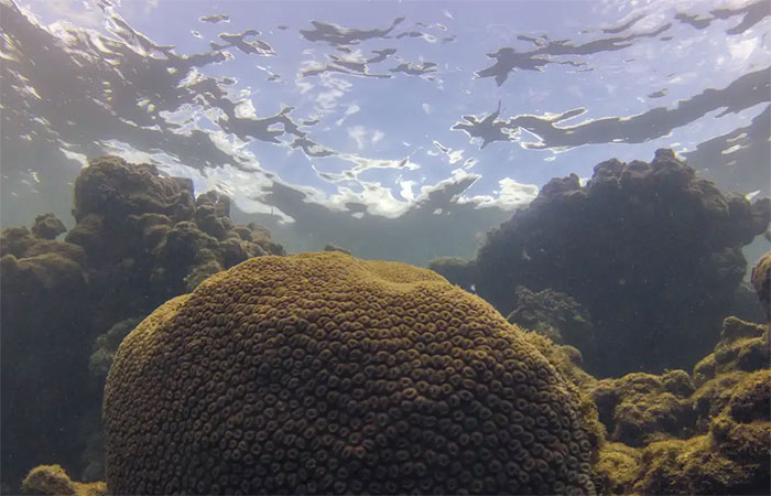 El Niño afeta ecossistema marinho no Oceano Atlântico, diz estudo