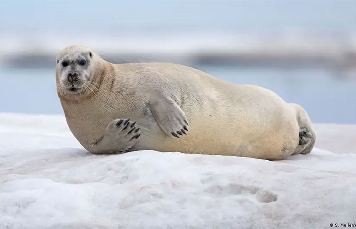 Ártico registra seu ano mais quente desde 1900