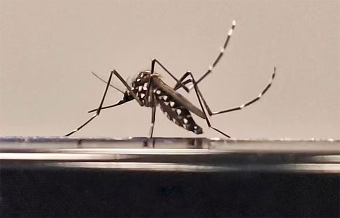 Por que algumas pessoas pegam dengue e não têm sintomas, segundo novo estudo