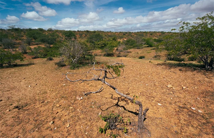 Risco de desertificação avança 170 mil km² no Brasil