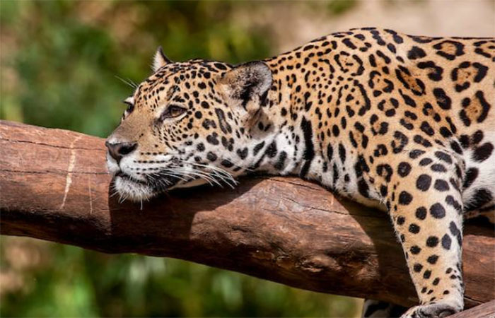 Pesquisa mapeia 14,3 mil observações de felinos para entender suas interações com humanos