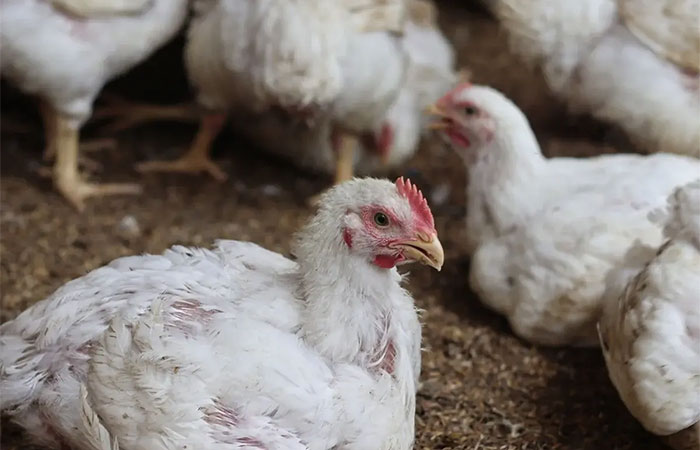 Pandemias: gripe aviária pode ser mais grave que Covid