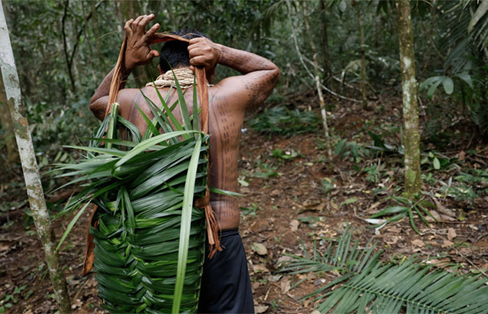 Terras Indígenas reduzem a transmissão de doenças na Amazônia