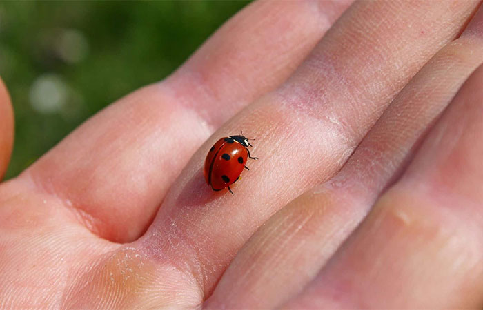 Estudo alerta para deterioração da relação humana com a natureza