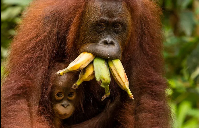 No Dia Mundial do Macaco, uma pergunta: os macacos realmente comem bananas na natureza?