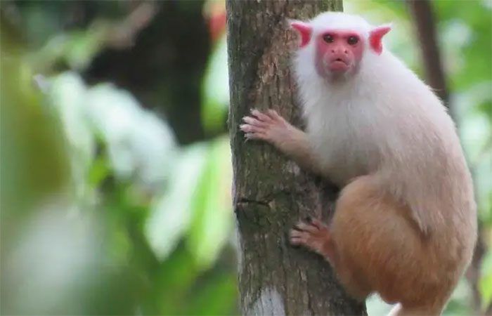 A corrida contra o tempo para descobrir espécies da Amazônia antes que desapareçam