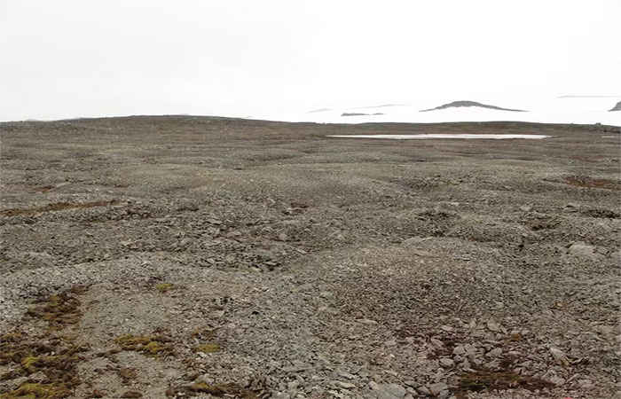 Estudo aponta avanço da vegetação e do degelo na Antártica; cientista alerta para efeitos no Brasil