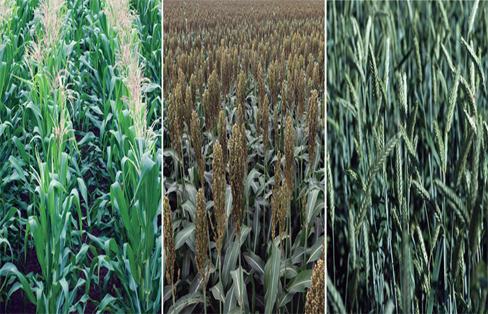 Novas matérias-primas diversificam a produção de etanol no país