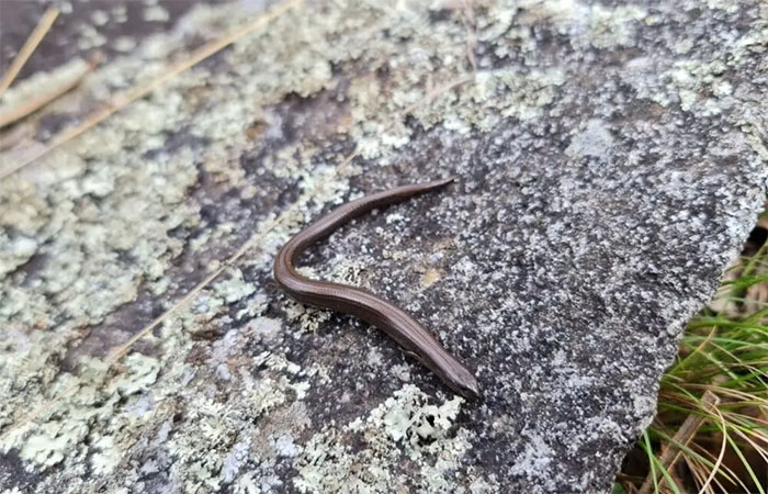 Mesmo os incêndios florestais controlados podem ameaçar animais selvagens como os lagartos