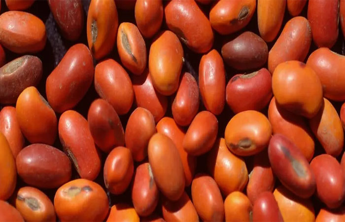 Sementes resistentes ao fogo podem ajudar a reflorestar áreas atingidas por incêndios