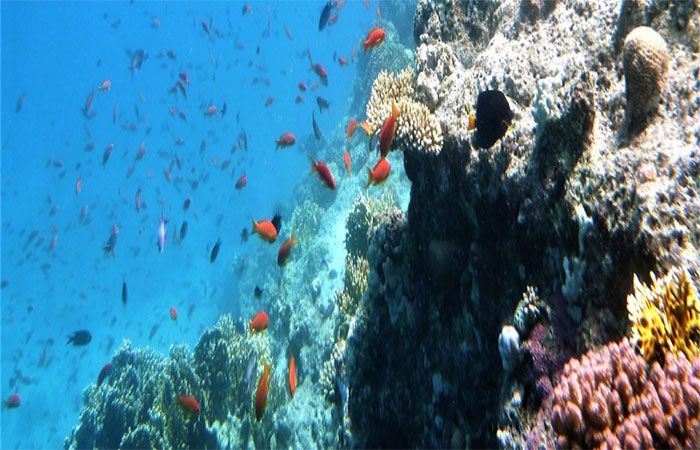 Mineração no fundo do mar pode reduzir biodiversidade, mostra estudo