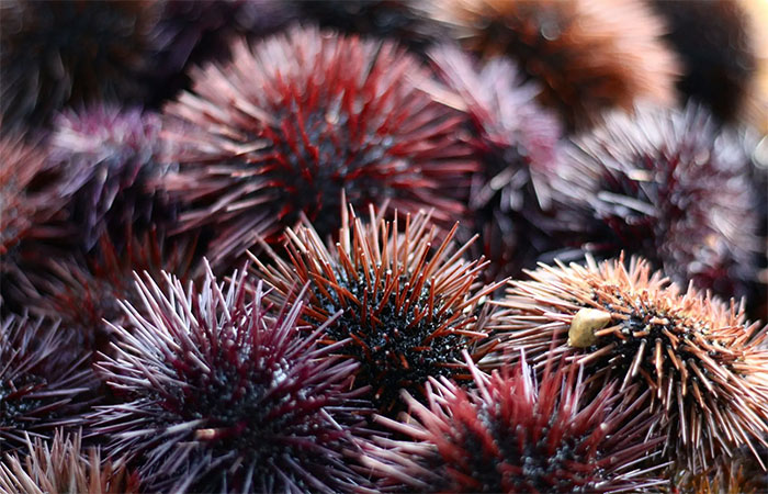 Espécie de ouriço-no-mar está quase entrando em extinção devido a uma doença desconhecida