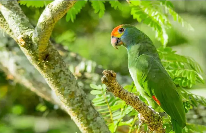 Papagaios raros voltam a fragmento de Mata Atlântica no Nordeste após décadas de silêncio