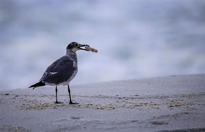 Sabe qual a dose letal de plástico para aves, tartarugas e mamíferos marinhos? “É menos do que se pensa”
