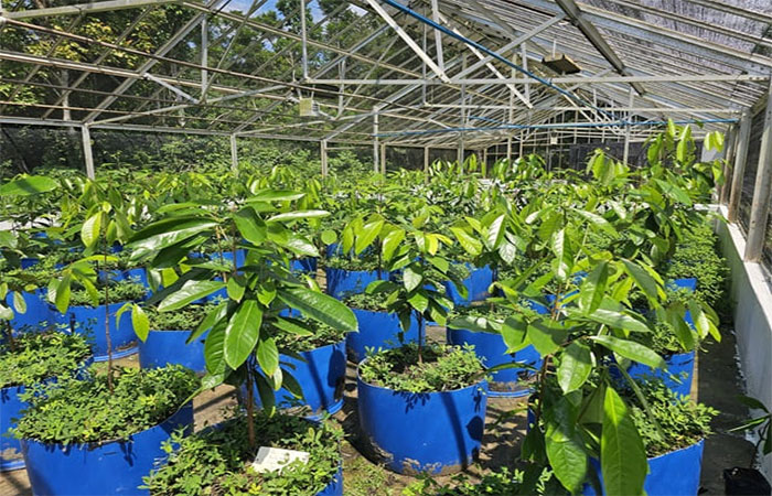 Projeto inovador busca recuperar o cultivo sustentável do pau-rosa na Amazônia