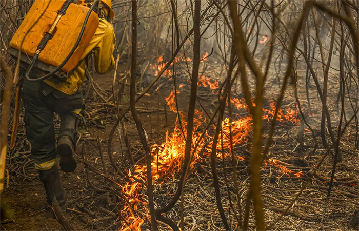 Governo lança painel inédito para rastrear gastos ambientais