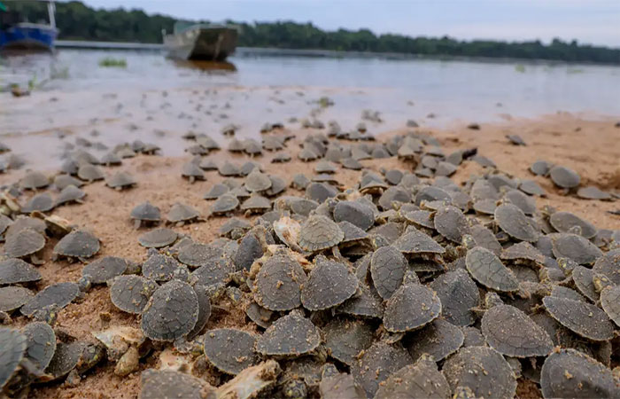 Como as mudanças climáticas pressionam o maior berçário de tartarugas de água doce do mundo