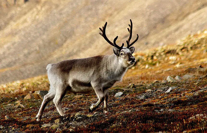 Renas em gelo fino: como a chuva de inverno está mudando o Ártico
