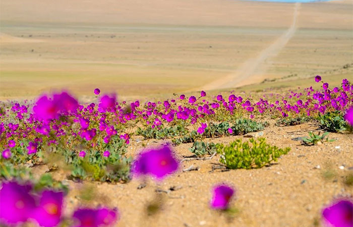 Deserto florido no Atacama: a pequena flor que inspira a luta contra a seca