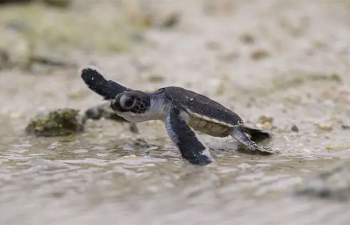 7 vitórias para o clima e a natureza em 2025