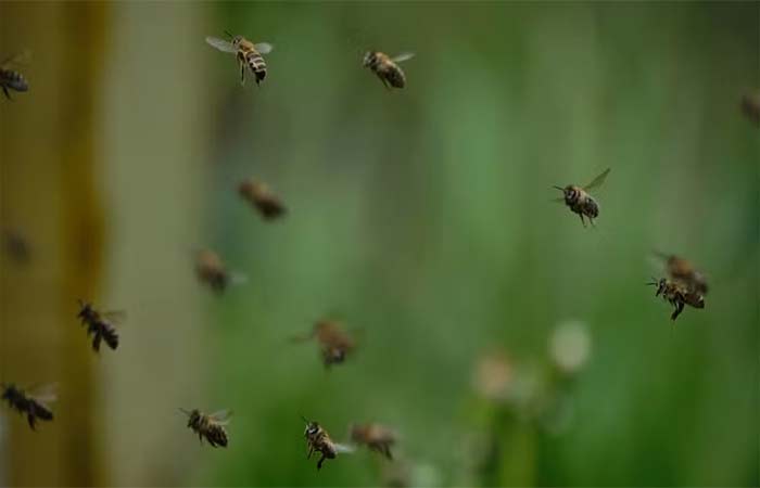Inseticidas podem comprometer capacidade de voar de abelhas, aponta pesquisa da UFCG