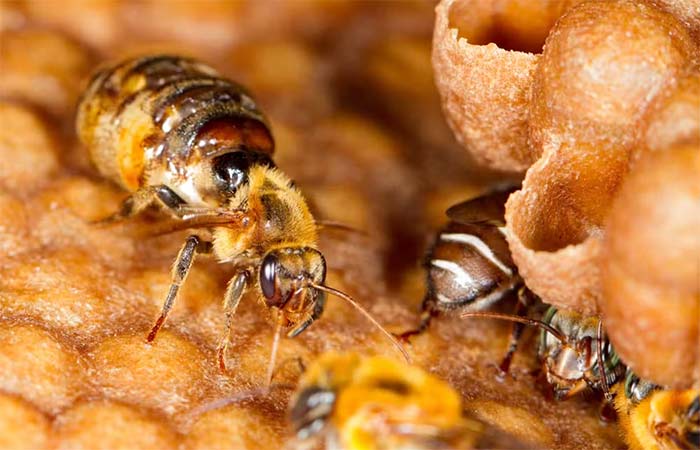 Abelhas amazônicas se tornam primeiros insetos do mundo a ter direitos reconhecidos por lei; entenda