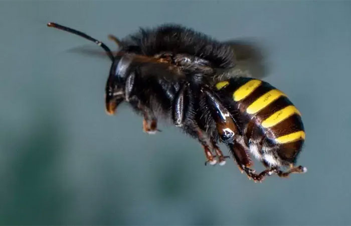 Diminuição de abelhas e borboletas põe biodiversidade e comida em risco
