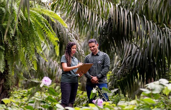 Agropalma expande manejo sustentável para combater degradação dos solos