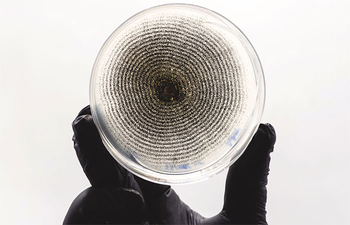 Inseticidas naturais avançam na agricultura e rivalizam com os agrotóxicos