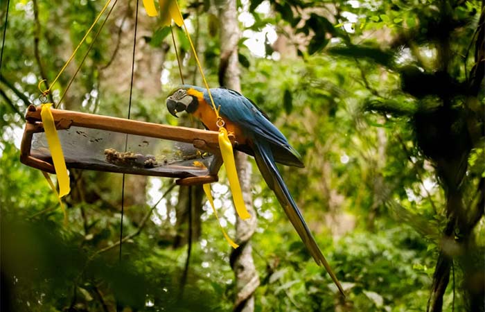 Após 200 anos de extinção, araras-canindés são reintroduzidas no RJ
